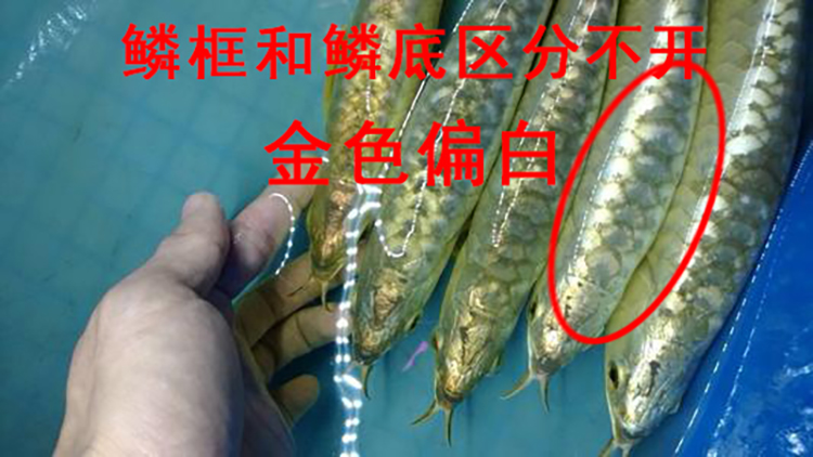 龙鱼用药大全图解,怎么分辨龙鱼是药泡的