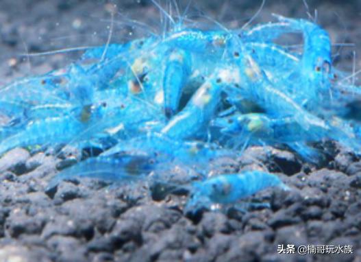 养观赏虾的正确方法和注意事项,适合新手饲养的观赏虾