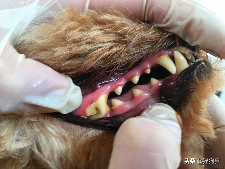 狗狗牙龈的正常颜色及图片,狗狗牙龈处为什么会发红