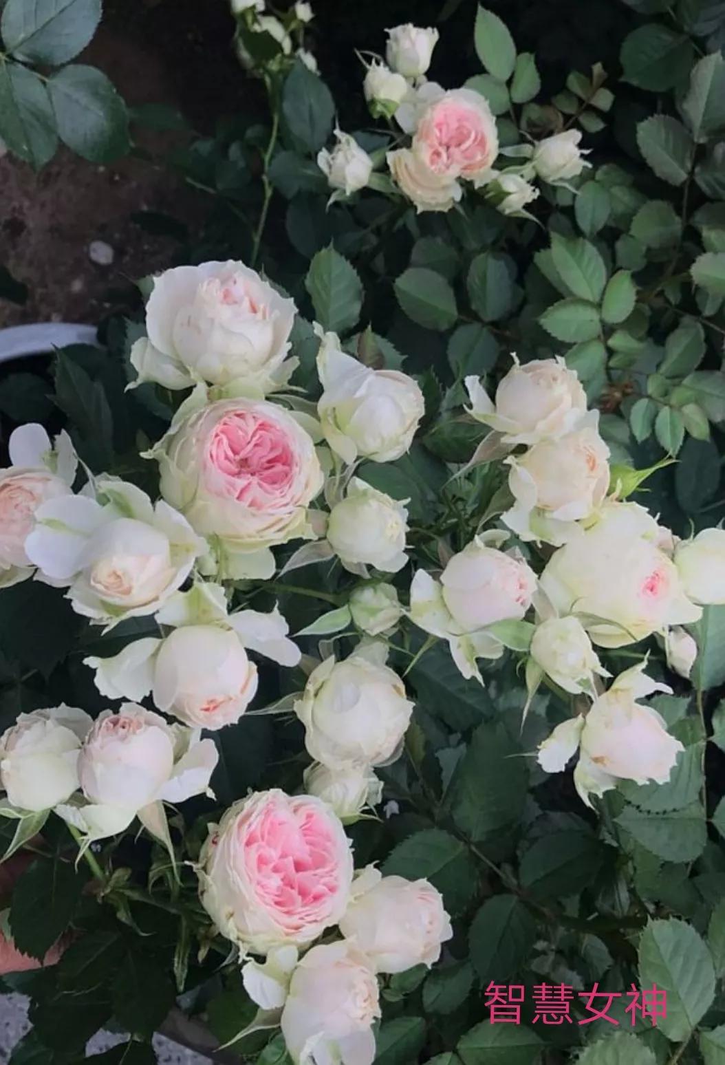 适合做切花的月季品种,十大公认最好切花月季