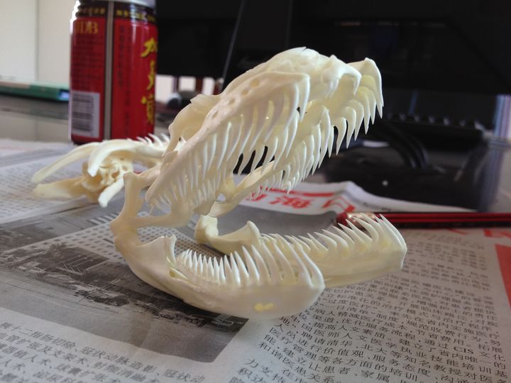 3米巨蟒被咬死,4米巨蟒吞下3只羊羔事件