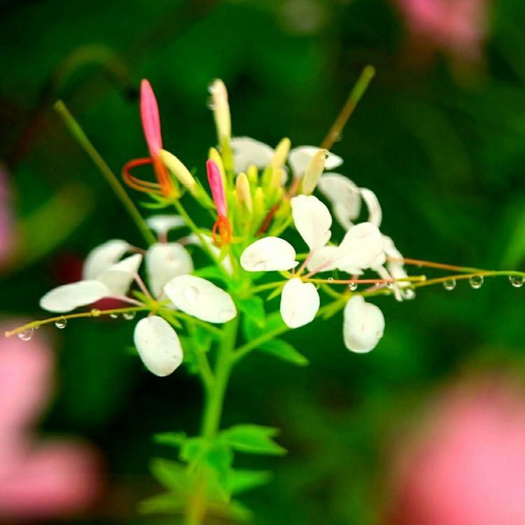 原创蝴蝶恋花,蝶恋花蝴蝶原唱