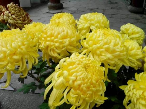 菊花怎么修剪能让叶子快速发芽,菊花冬季修剪完只剩老枝能活吗