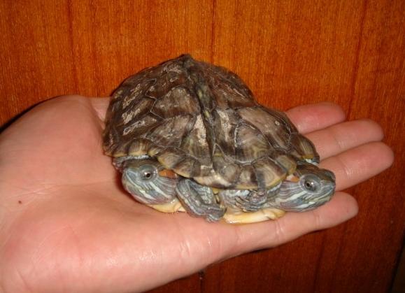 双头龟是基因突变吗,日本人类基因突变