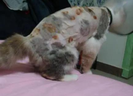 铲屎官用什么治猫癣,铲屎官长猫癣涂什么药膏