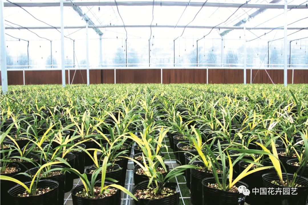 新品种选种的必经之路,加紧培育新品种有哪些