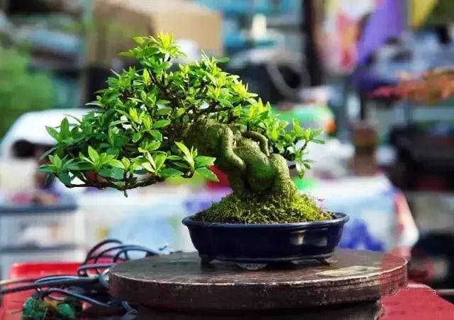 洁白无瑕的栀子花叶子却发了黄，一招防治，效果绝佳