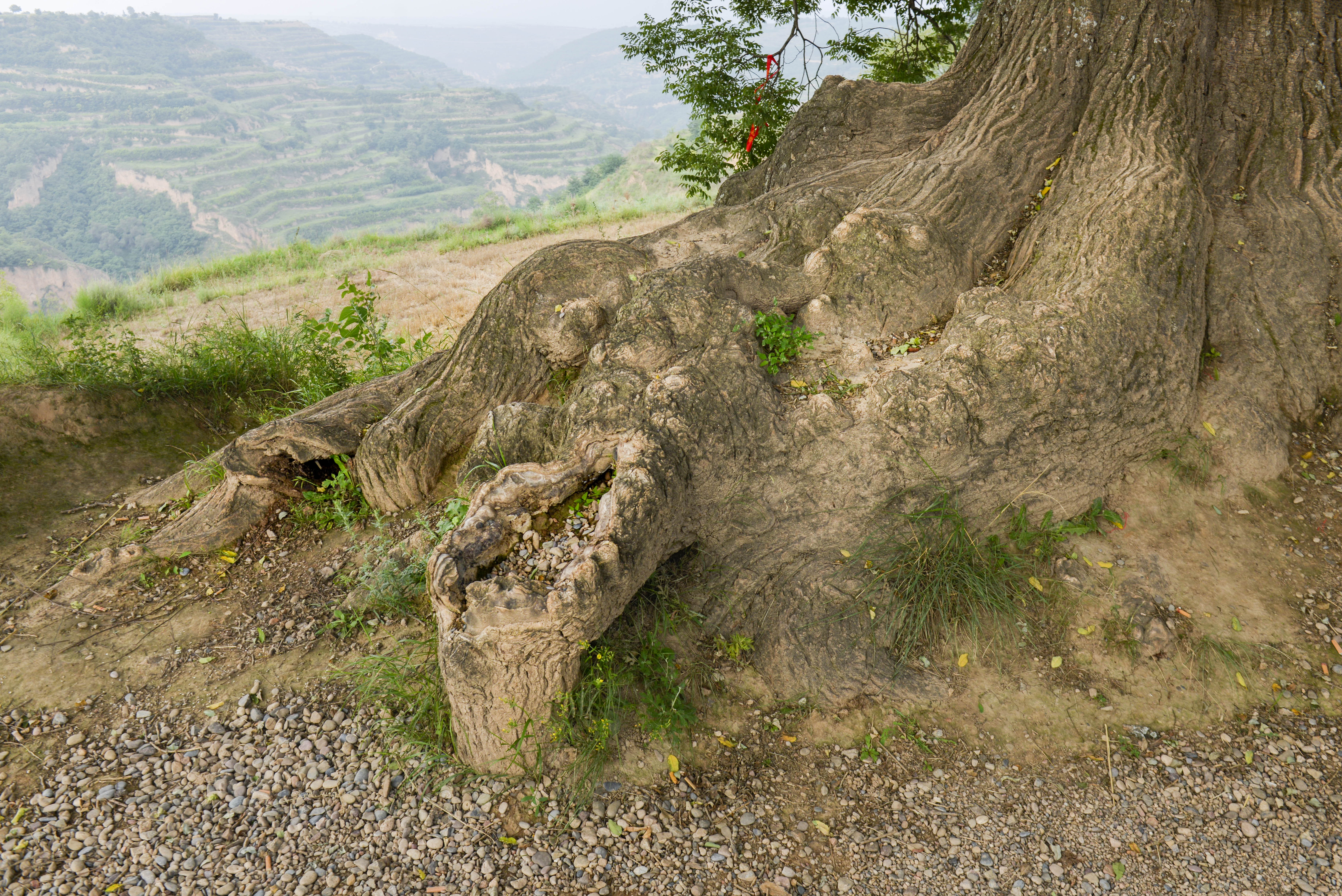 鹑觚怎么读意思是什么,鹑觚这两个字怎么读