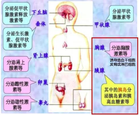 免疫治疗不良反应及处理方法,免疫治疗的不良反应及处理办法