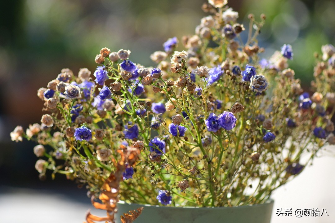 就趁现在，花园最忙碌的季节|园丁
