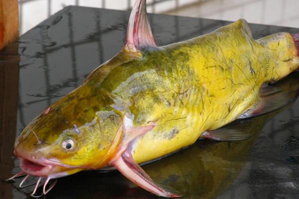 黄颡鱼除了蚯蚓还有什么饵料,黄颡鱼猪肝打窝测试