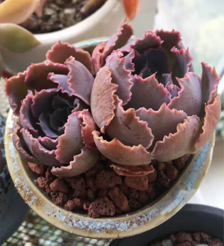 买买买，千里迢迢来相见，新的多肉成员来啦！