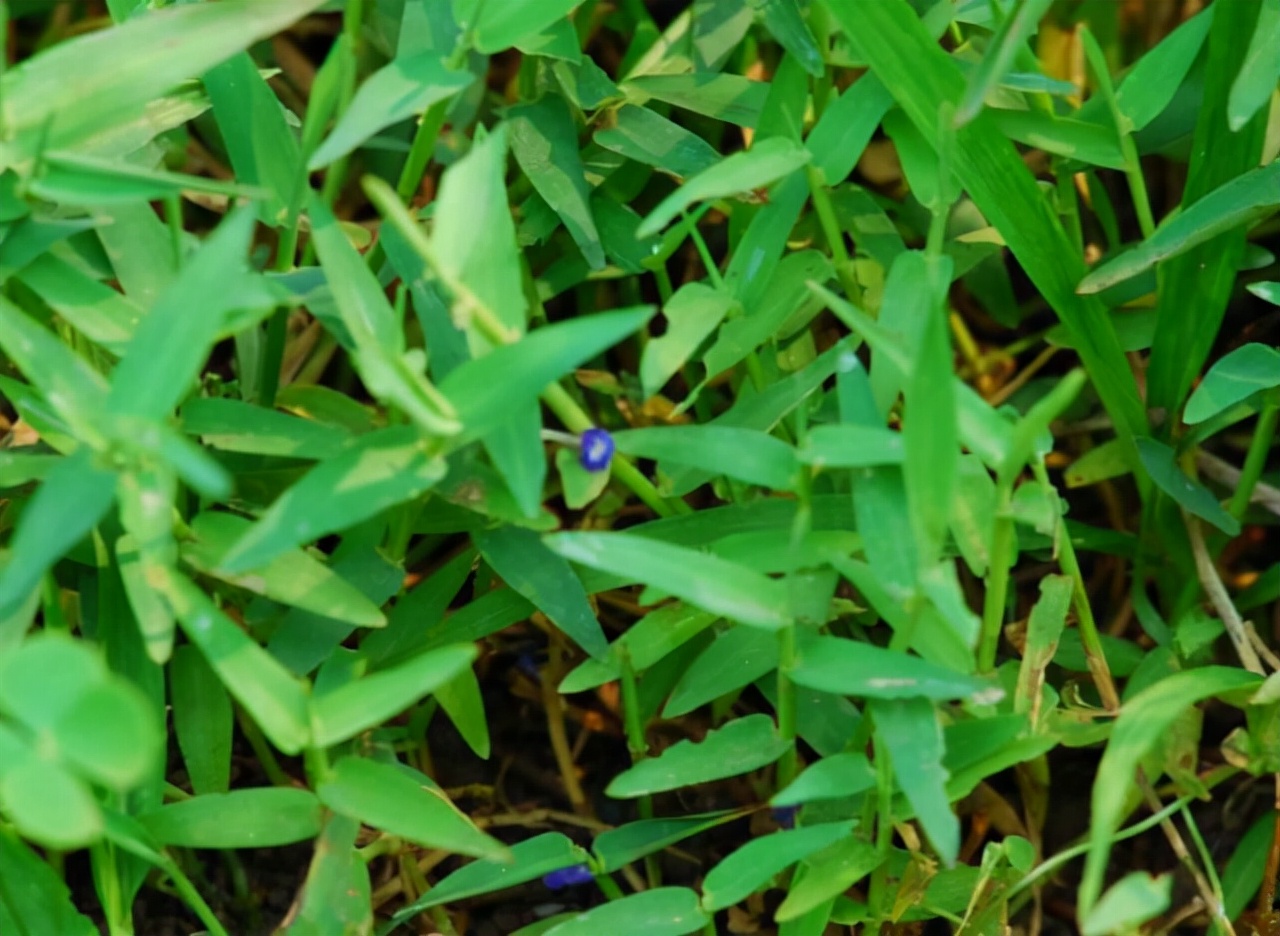 农村田边的这种野菜,农村田埂上的这种野草