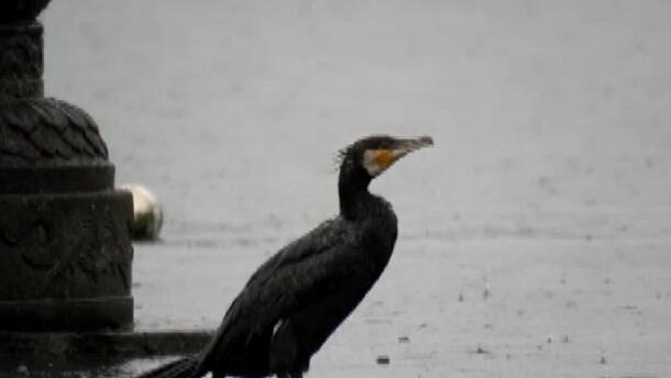 「蓝媒视频」西湖第一只冬候鸟鸬鹚来啦！还有三位老朋友也会陆续到来