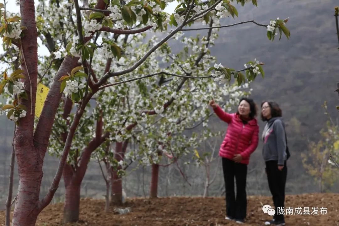 小川镇：千亩樱花美了山村富了农家