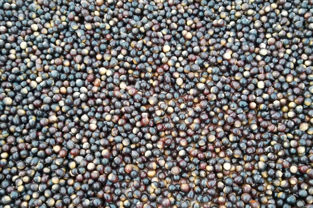 榛子是中国原产的吗,榛子是什么坚果