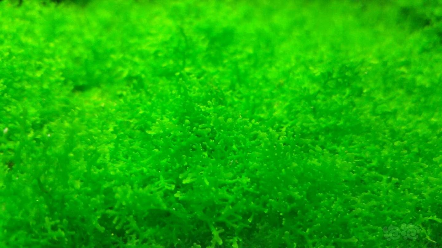 水晶虾开缸需要哪些泥,翻缸养虾视频教程