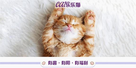 假期不出门的猫,假期不在家猫怎么办