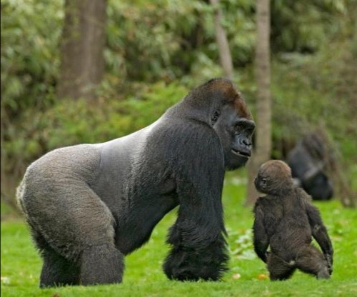 超能力银背大猩猩视频,银背大猩猩10招之内打败狮子老虎