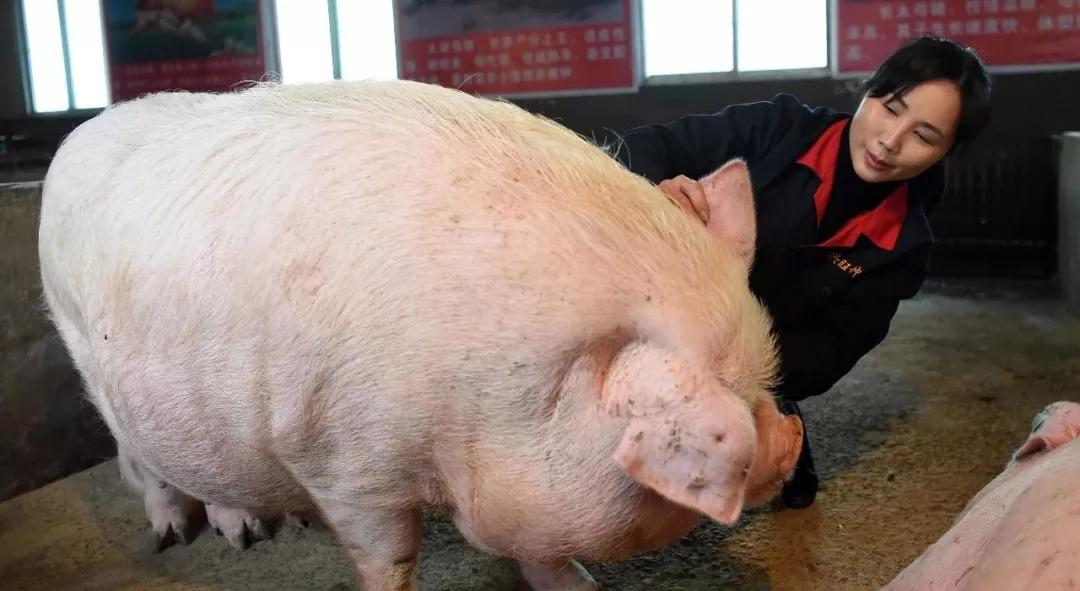 一波大猪正在赶往餐桌的路上！猪肉供需平稳百姓吃得起、吃得上，年夜饭的大猪蹄子安排上了