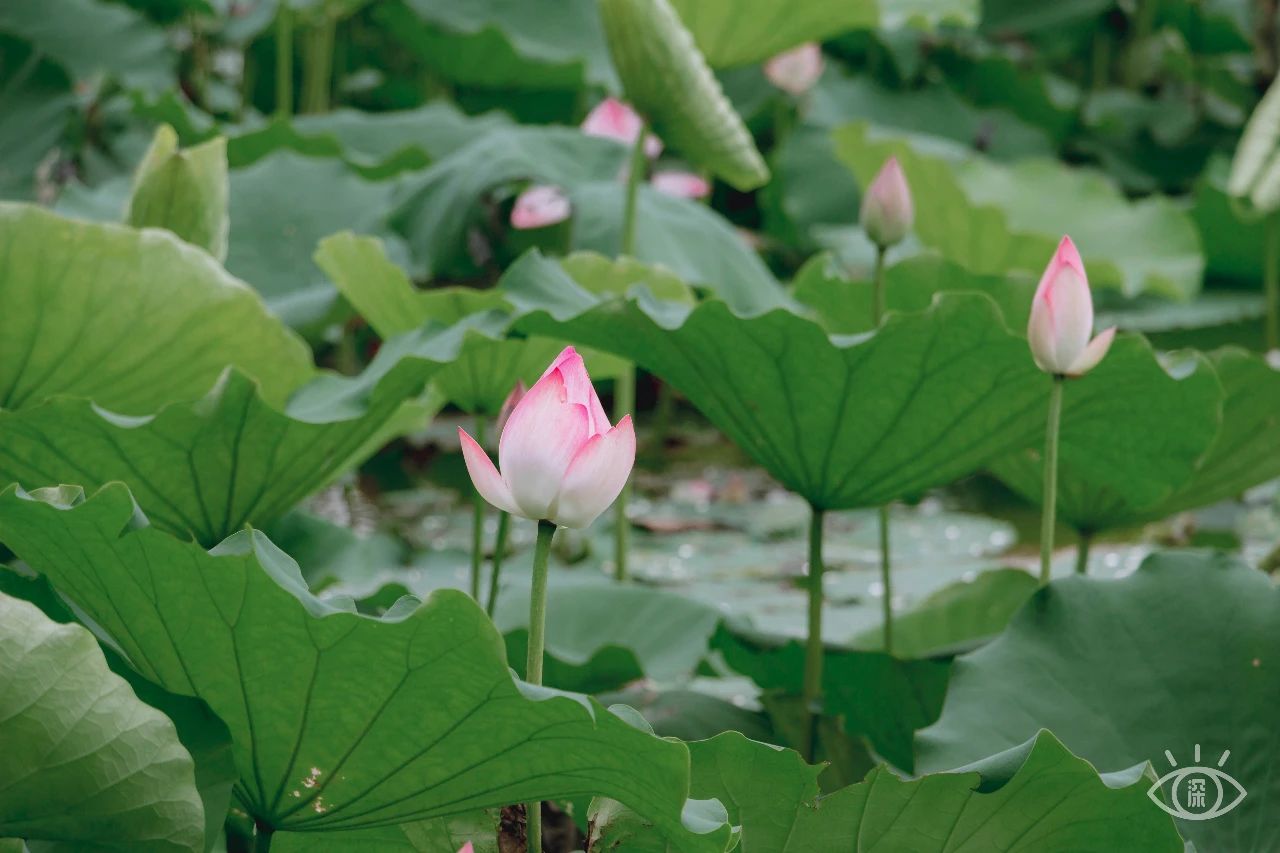 深圳洪湖公园7月18号还有荷花吗,深圳洪湖公园现在有荷花开吗