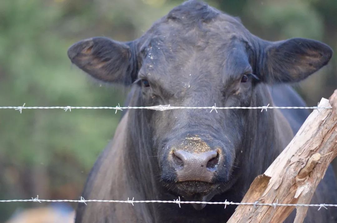 繁育母牛应注意几个主要环节,繁育母牛饲养管理标准