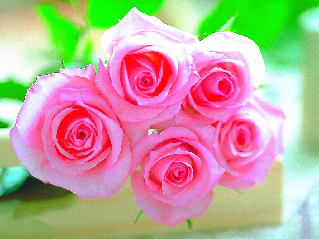 保加利亚玫瑰纯露官方旗舰店,保加利亚玫瑰介绍