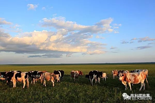 你知道奶牛一生有多痛苦吗,喝牛奶就是对奶牛的残忍吗