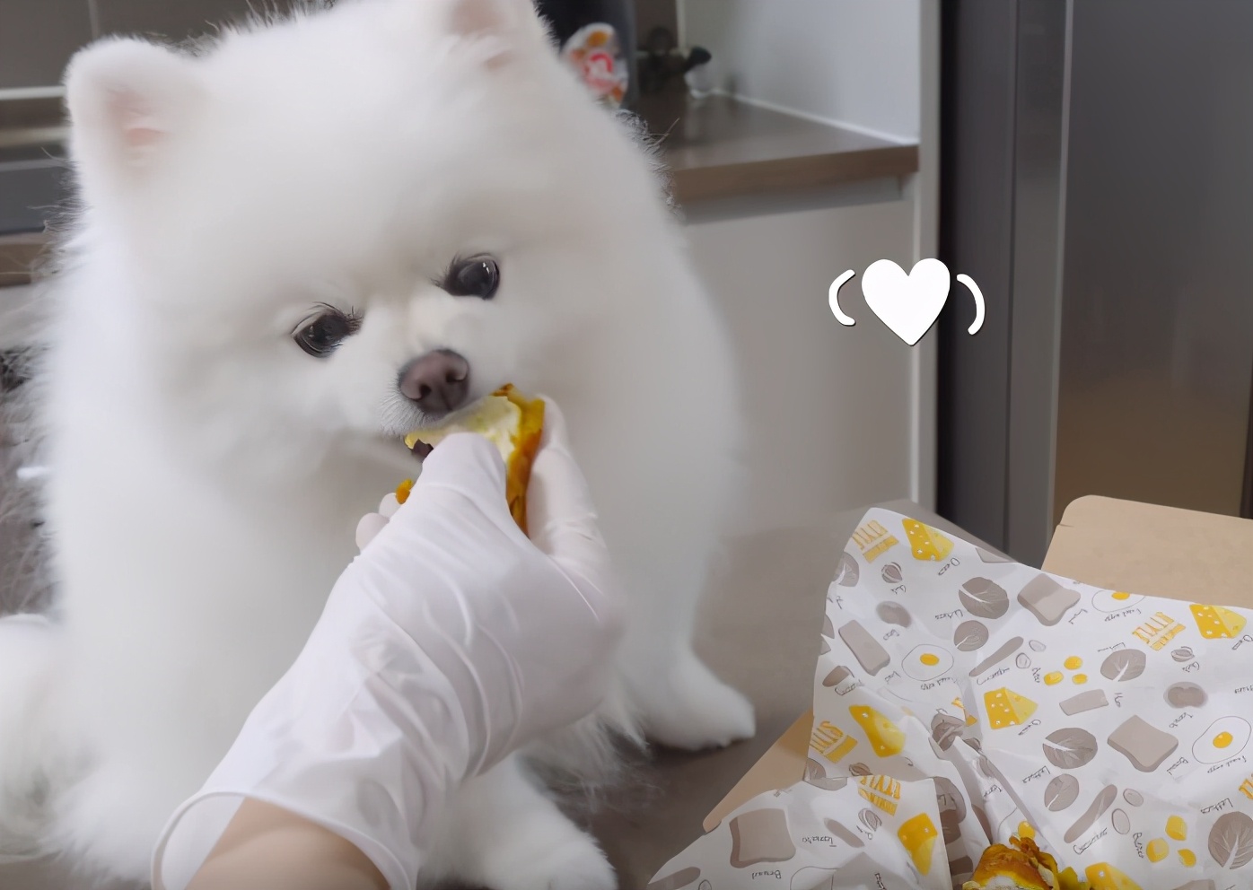 小博美要去新家了,刚到新家的小博美