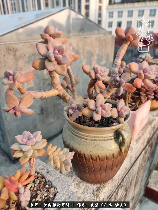 广东春天多肉图片大全,这个季节的多肉状态是最美的