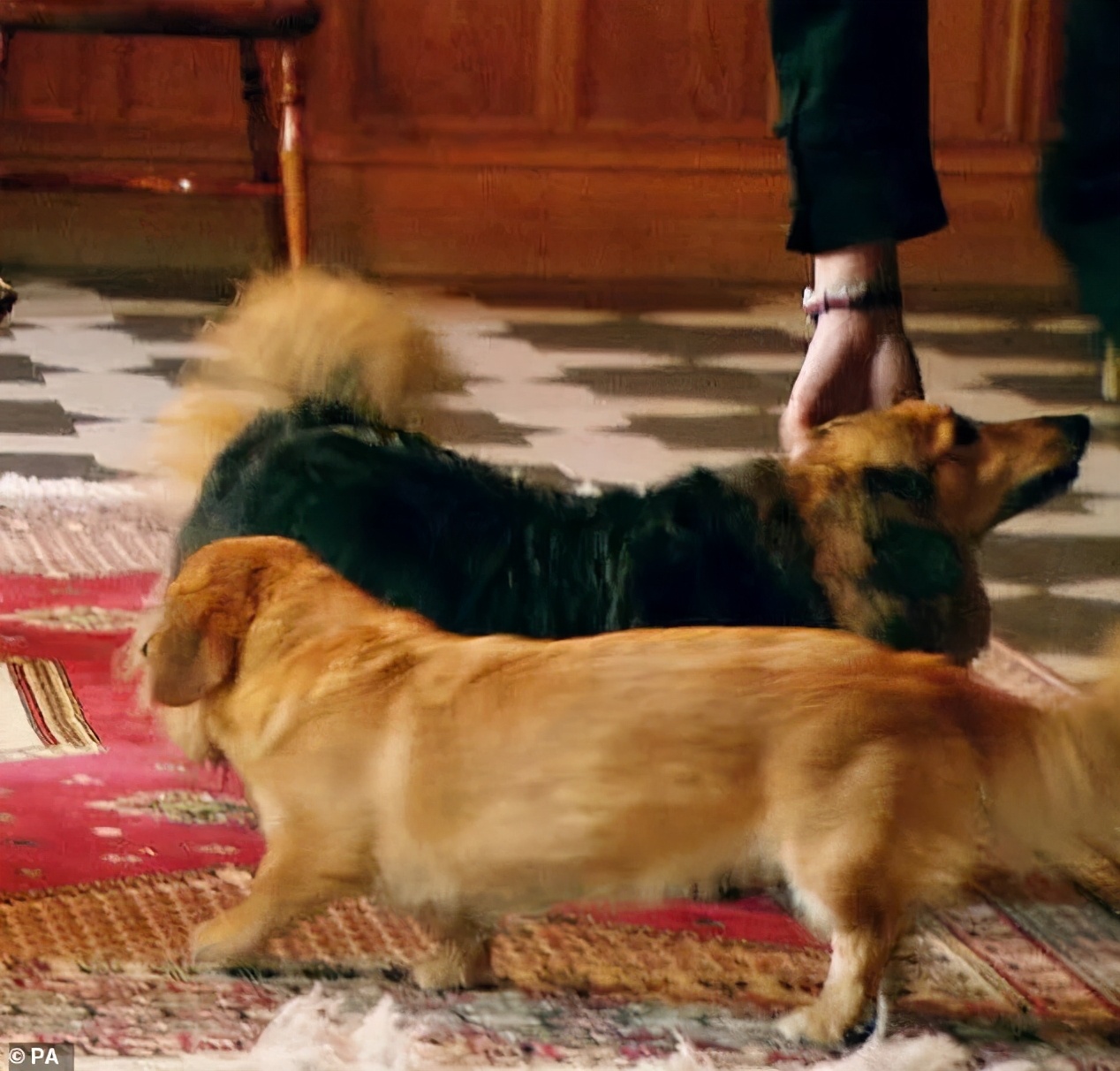 陪伴13年的狗狗离世爱犬流下眼泪,陪伴自己17年的爱犬即将离世