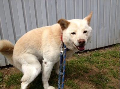 狗狗出现哪些症状表现想喝水,狗狗出现什么症状是喜欢你