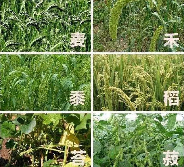 中国三次革命分别是什么,两次粮食革命是什么