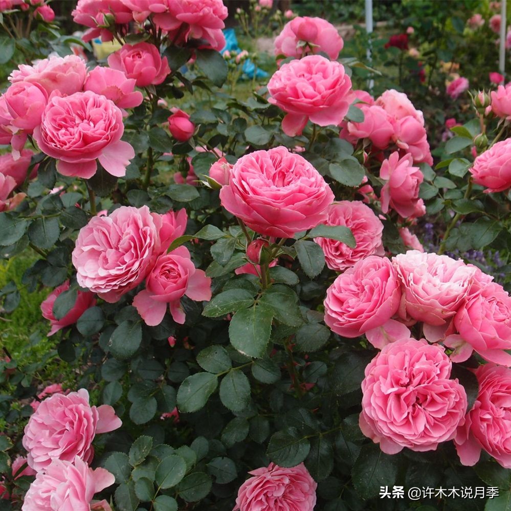 月季为什么不开花和品种有关系吗,买回来的月季不长花骨朵怎么办