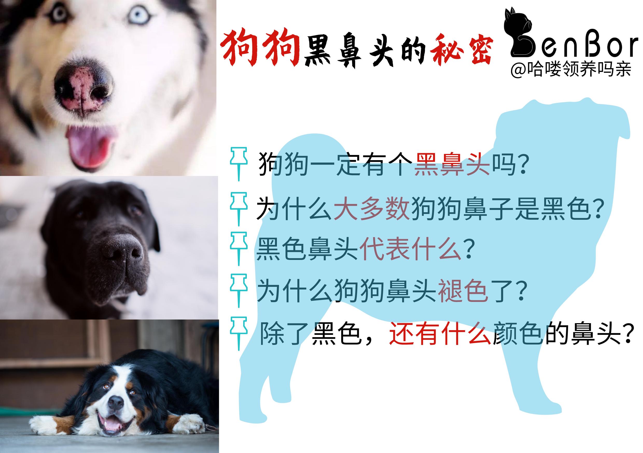 泰迪狗狗的鼻头不长毛是什么原因,狗鼻子不正经的科普视频