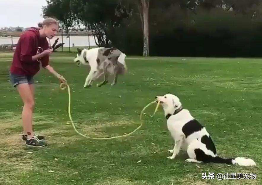 狗狗跳绳训练,狗狗怎样训跳绳