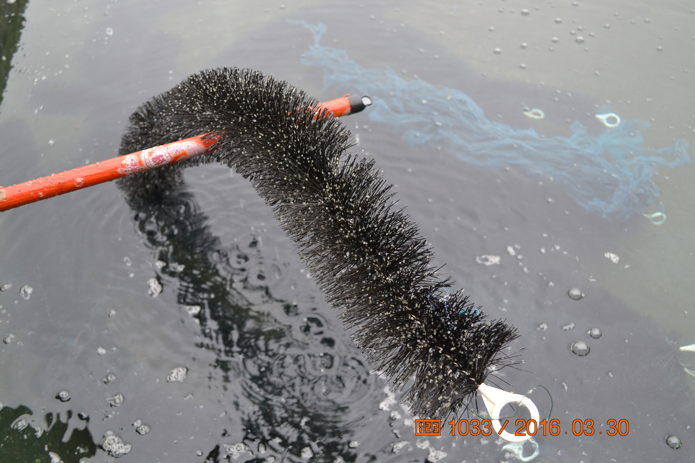 湖南最好的锦鲤养殖基地,湘潭锦鲤养殖