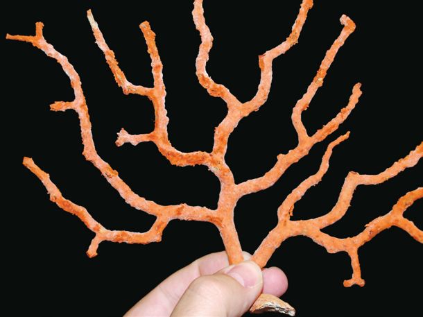 红珊瑚怎么辨别图片,红珊瑚怎么区分品种