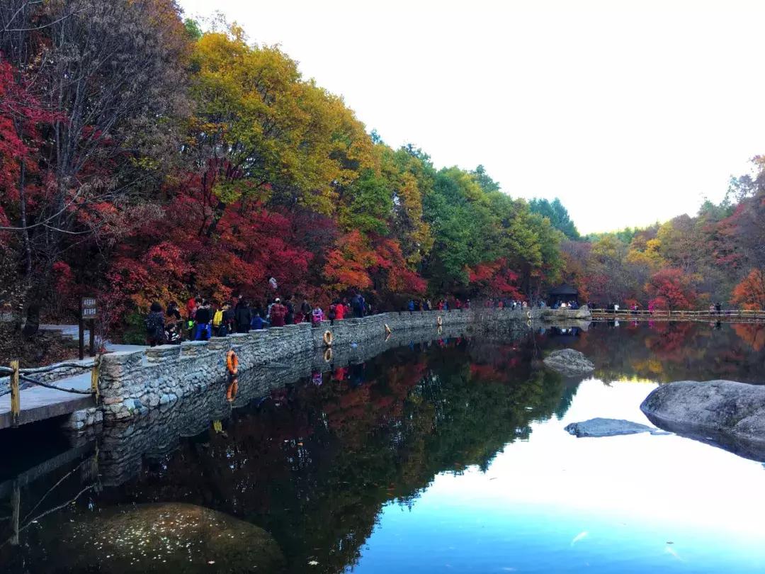 秋天来本溪赏枫叶,醉美枫叶季