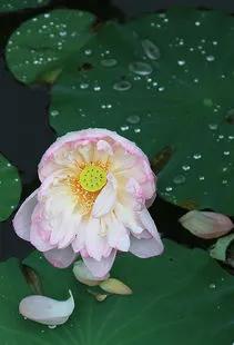 残荷虽败风骨犹存文案,残荷虽败能听雨