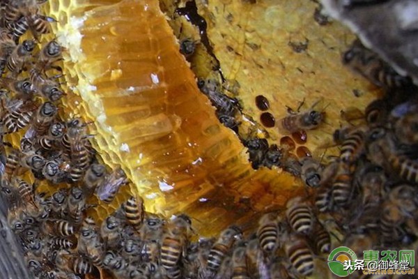 蜜蜂工蜂太多对蜂群有什么影响,蜜蜂的蜂箱已经满了怎么办