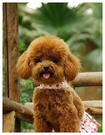 狗狗品种大全及介绍,狗狗品种大全带你走进狗狗的世界