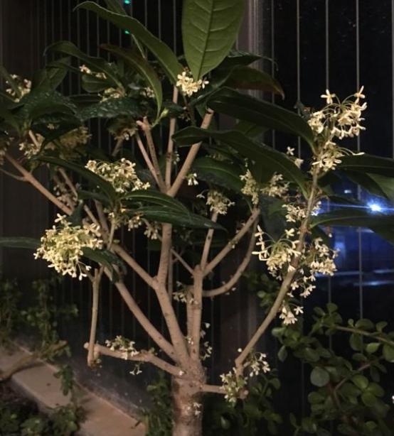 日香桂怎样才能开花,日香桂开花的时候用不用天天浇