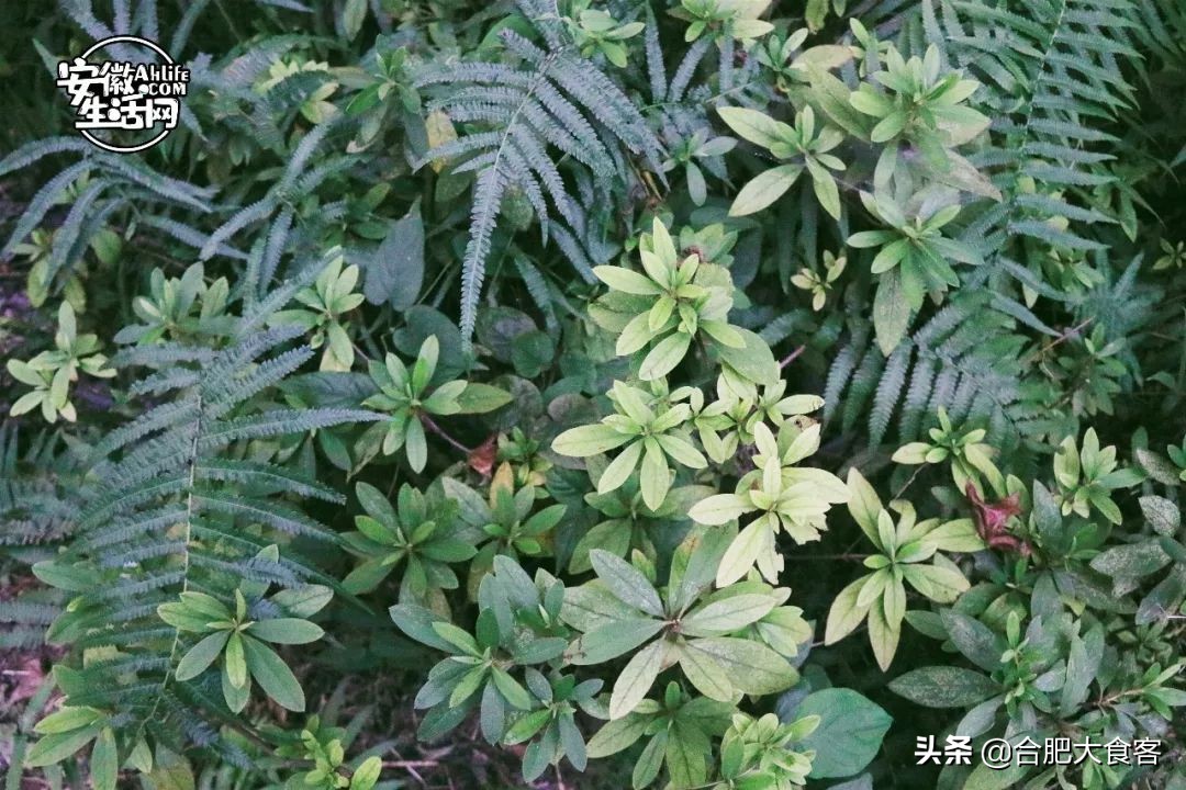 合肥大蜀山的秘密,合肥大蜀山的由来