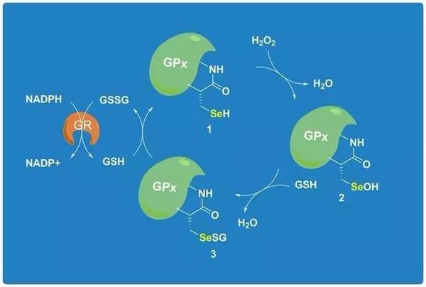 人未老脸先老怎么办,人老脸上不长斑