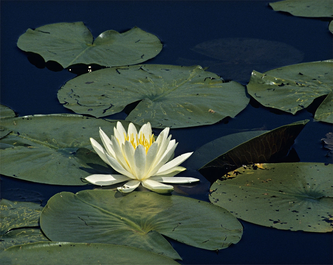 睡莲是水中养殖还是植入泥中养殖,大睡莲水生花卉适合多少度养殖