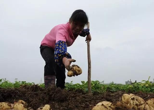 马铃薯产量不理想?照着几点来控旺,产量提高三、四成!