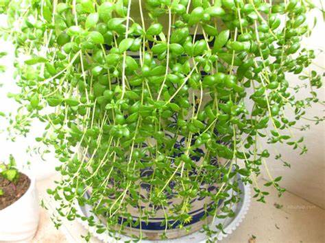 肝硬化有哪些食物能吃,肝硬化多吃什么对肝好