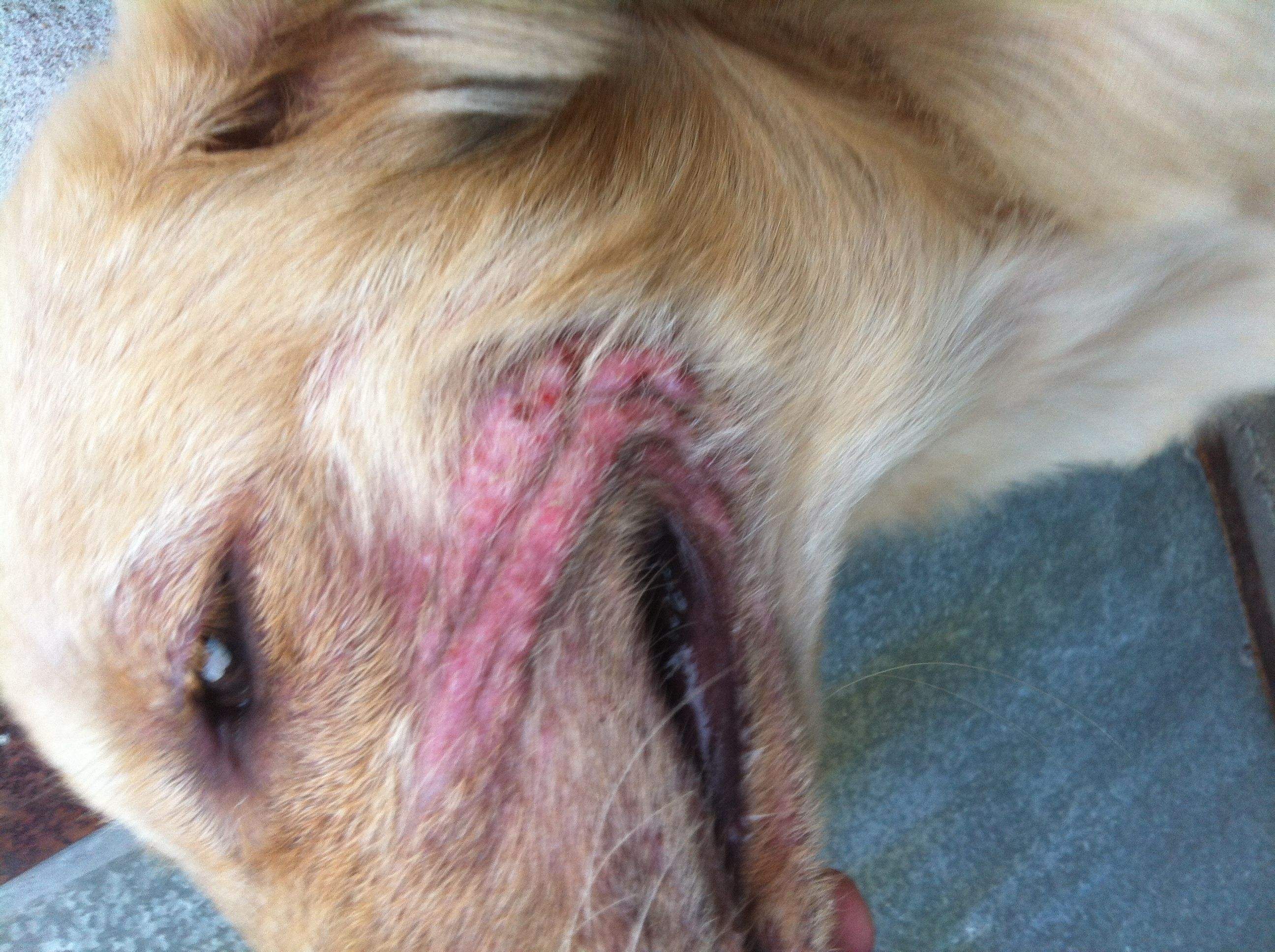 怎样才能根除狗狗皮肤病,狗狗不用驱虫药治虱子的最佳方法