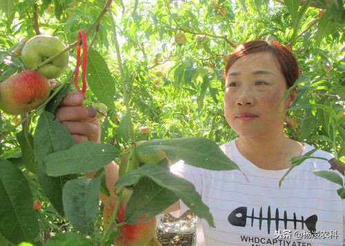 果树上的虫害怎么防治,农村果树果农